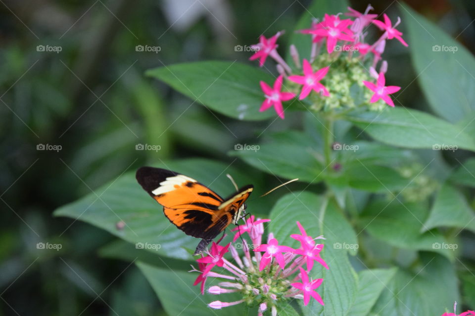 Schmetterling auf Blüte