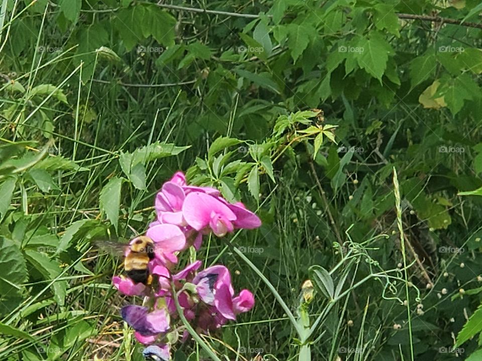 Bumblebee on a wildflower