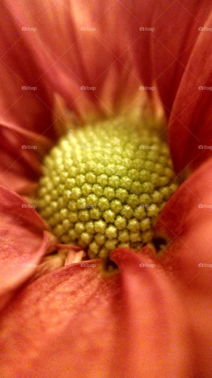 Close-up of flower