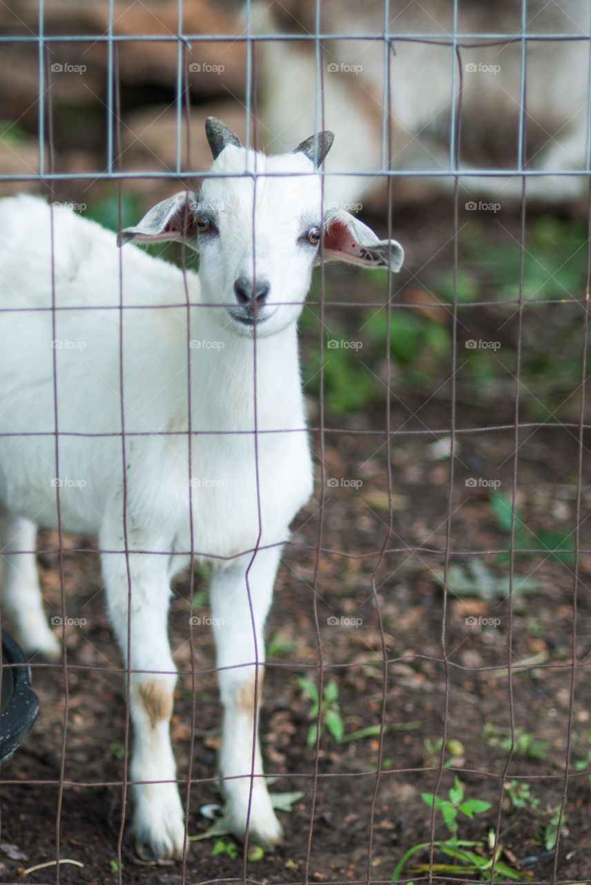 Goat standing behind fence