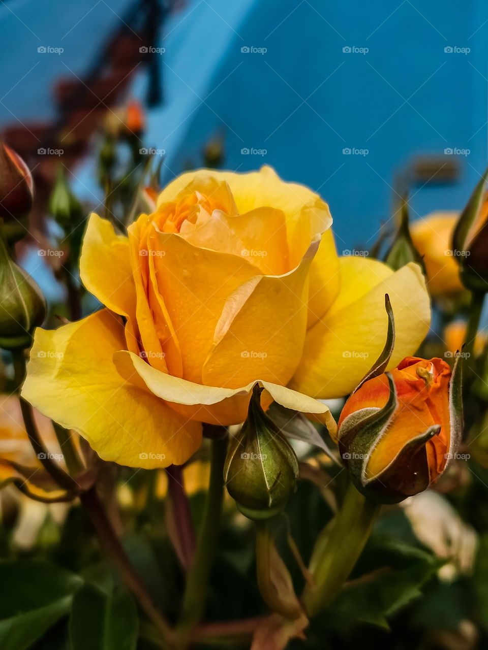 Beautiful yellow rose growing in the garden with its soft yellow petals with a sweet fragrant aroma 