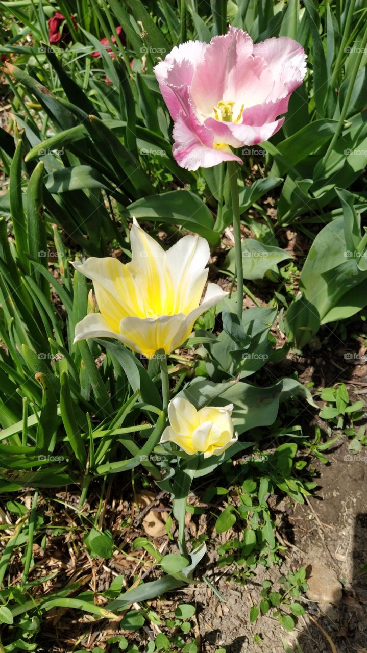 Tulips