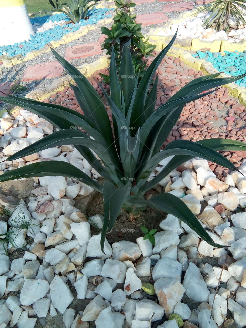 beautiful plants in a garden