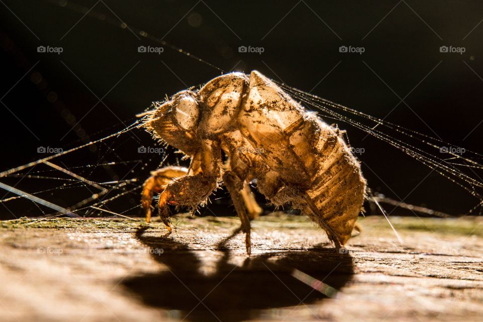 Locust Shell in Spider Webs