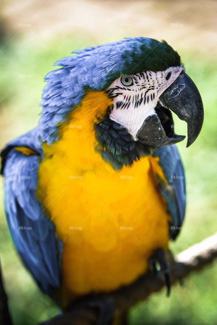 Colorful macaw 