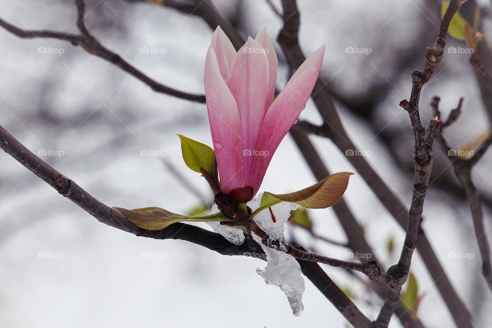 A magnolia flower during the spring snowing