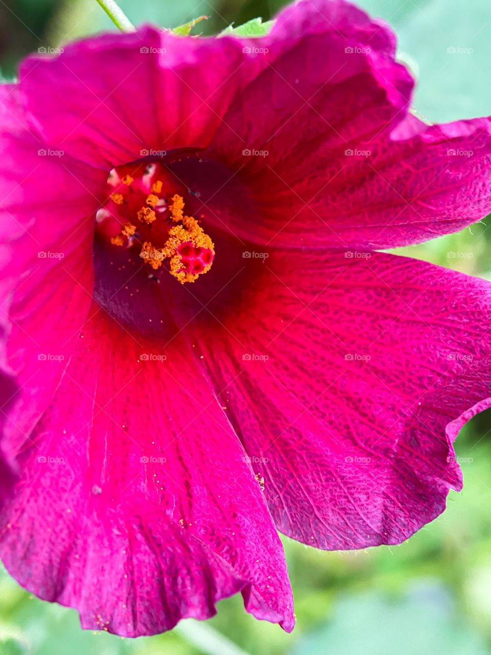 A close up view of a hibiscus flower blooming . Red in colour. Macro view