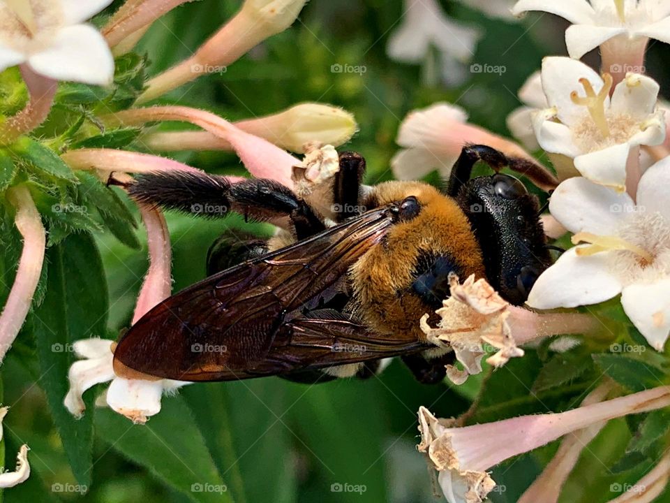 Birds & Bees - Nature in Motion - Huge Eastern Carpenter bees collecting pollen. Bees are crucial pollinators that work diligently by collecting nectar and pollen from flowers