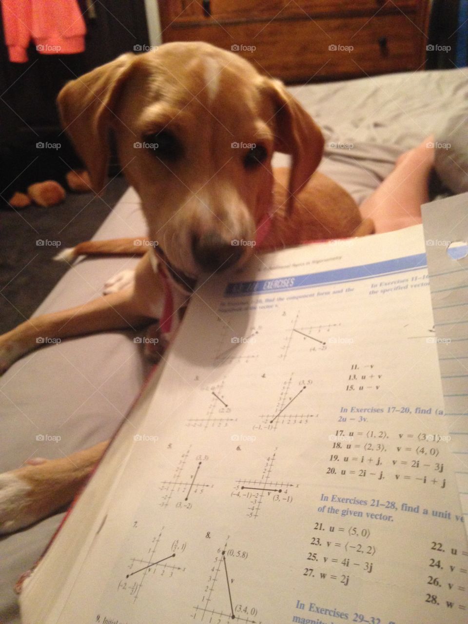 Puppy hates Precalc book. Trying to do some studying and my sweet girl is blatantly not too enthusiastic about it