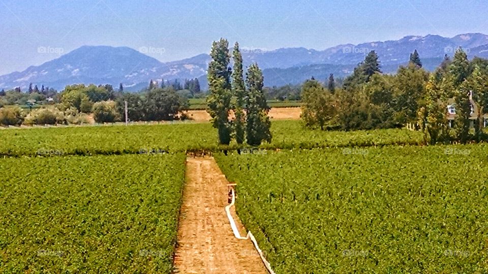 Vineyards of napa valley