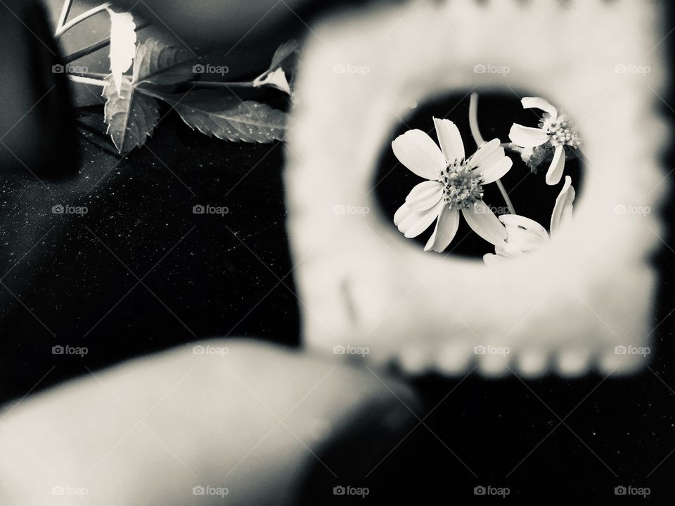 Flower through a frame in black and white 