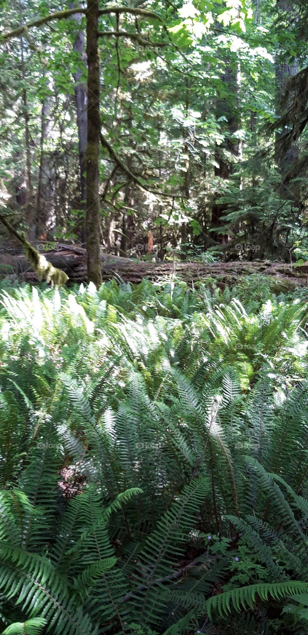 fougeres sur Vancouver island