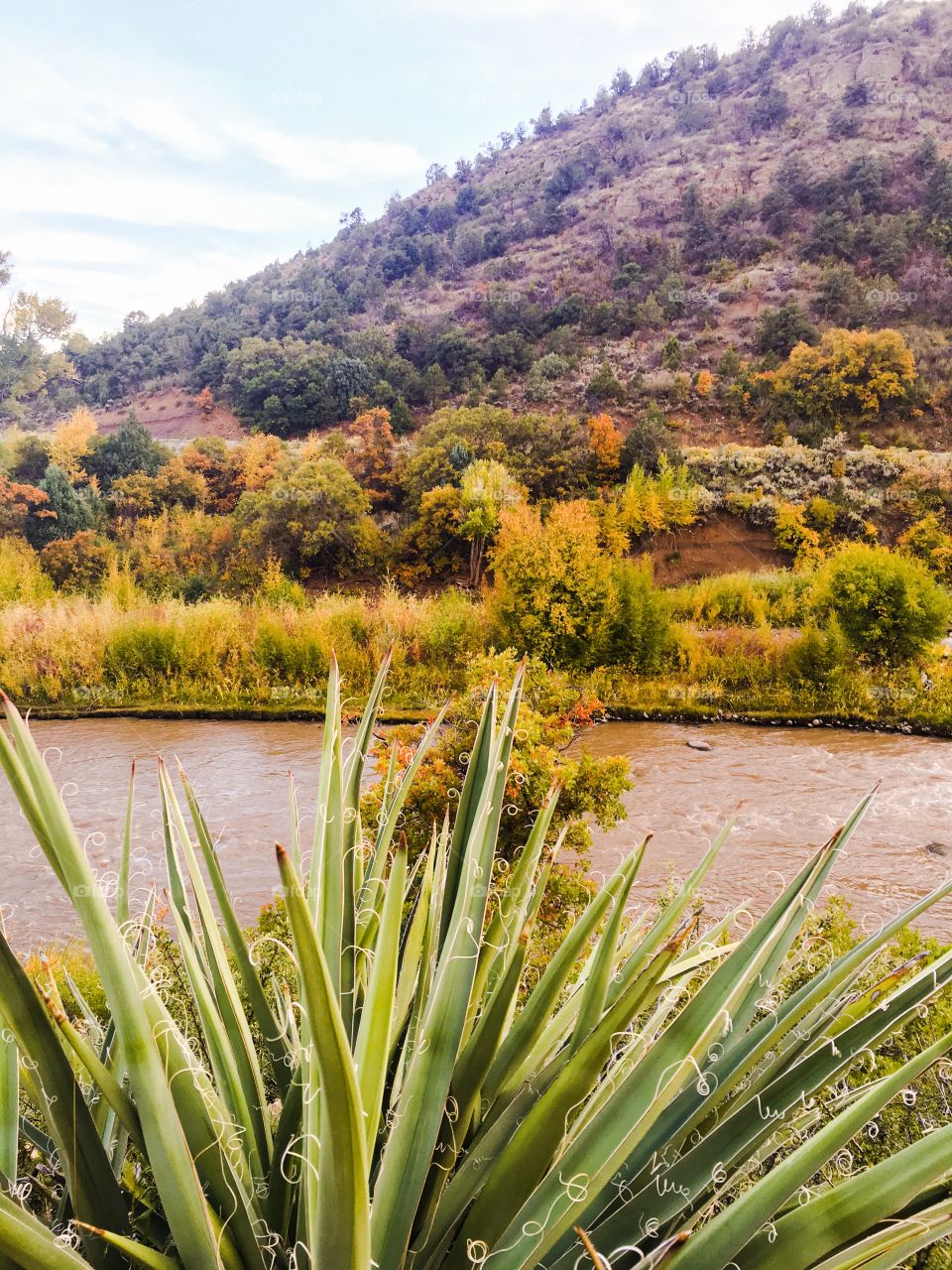 Riverside yucca