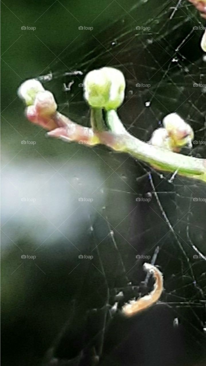 spider web with captured insects