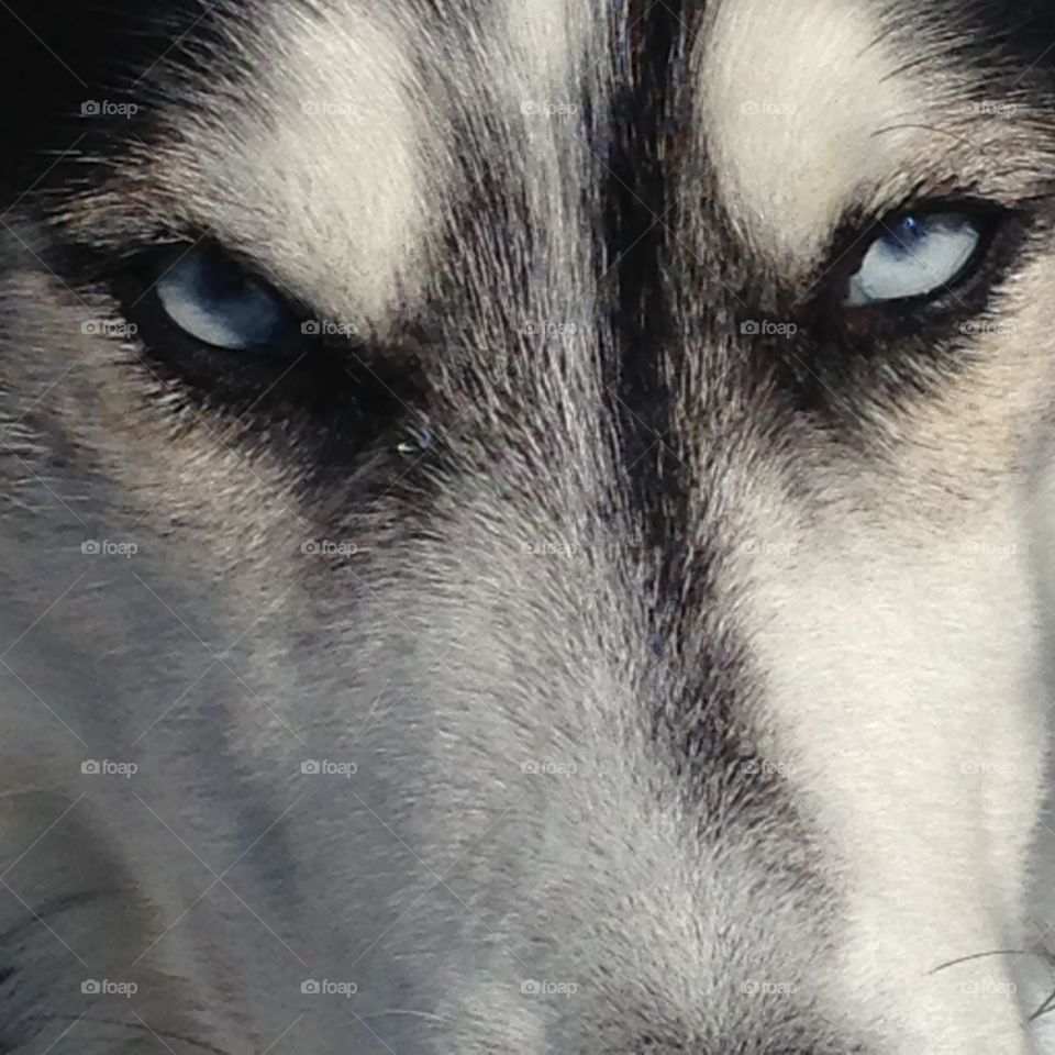 Husky eyes 