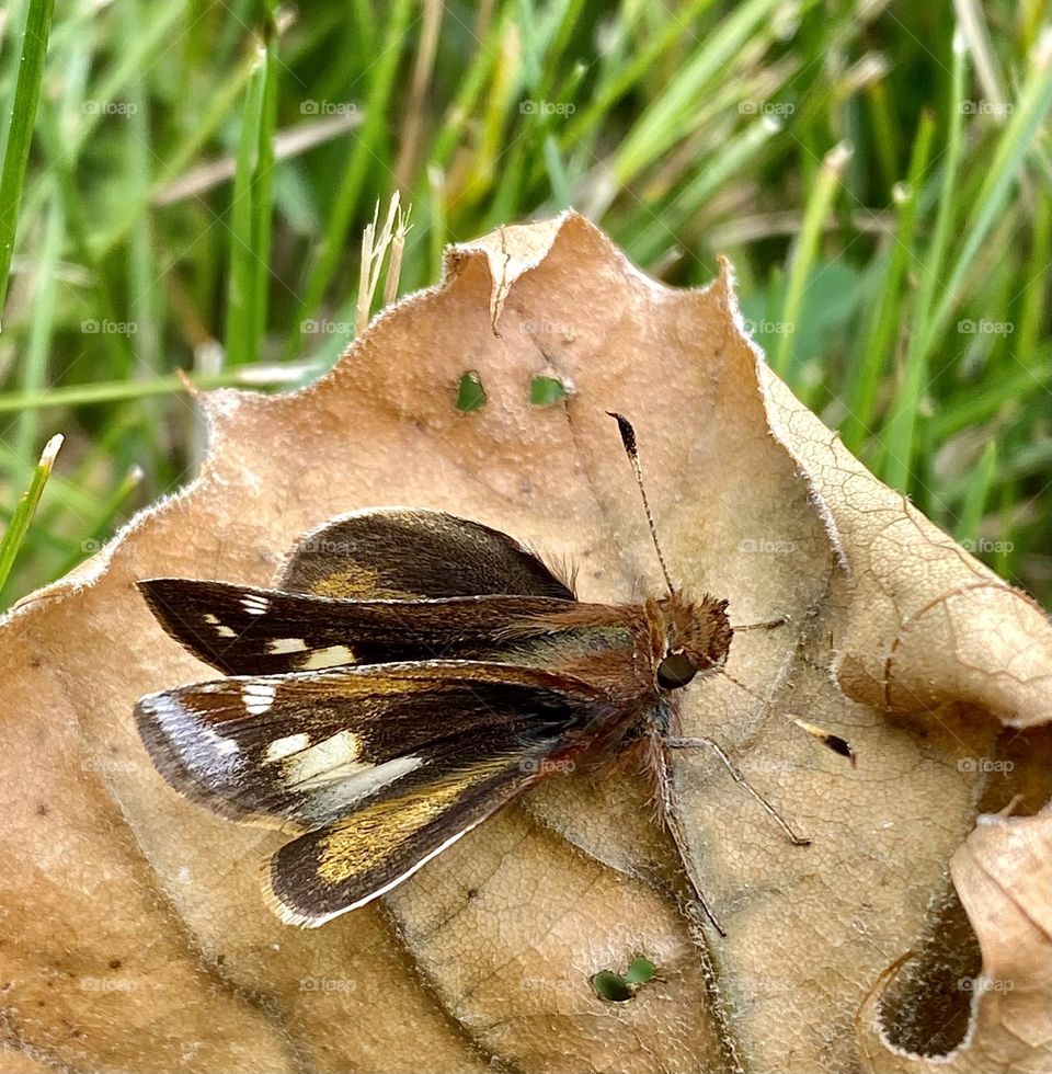 A tiny butterfly sitting on a brown leaf