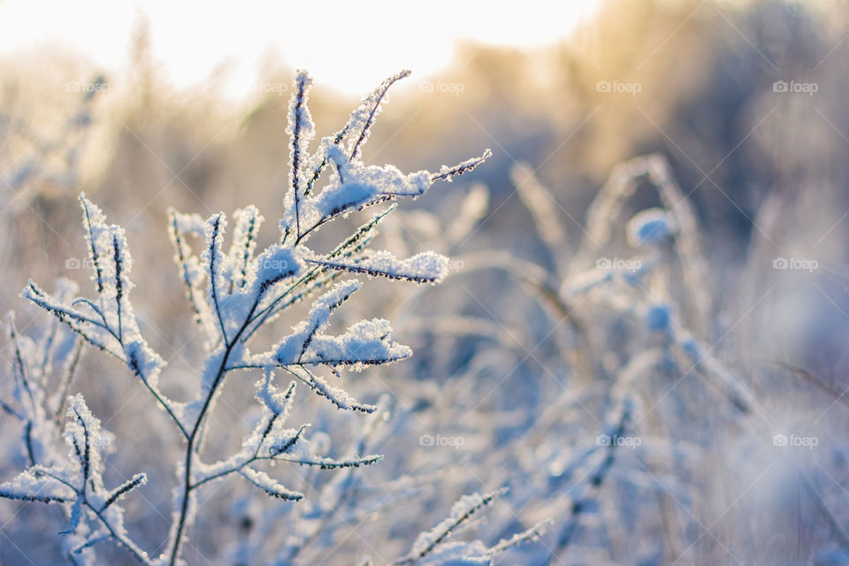 Hoarfrost herbs on sunny winter day