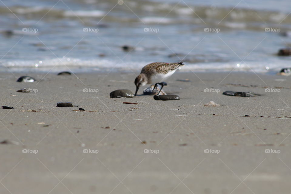 A small sand plover digging for food in the wet sand on a beach in wells Maine