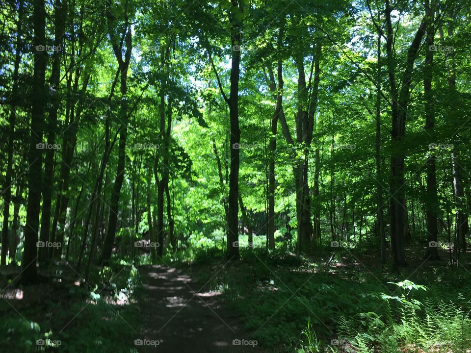 Sunlight through trees