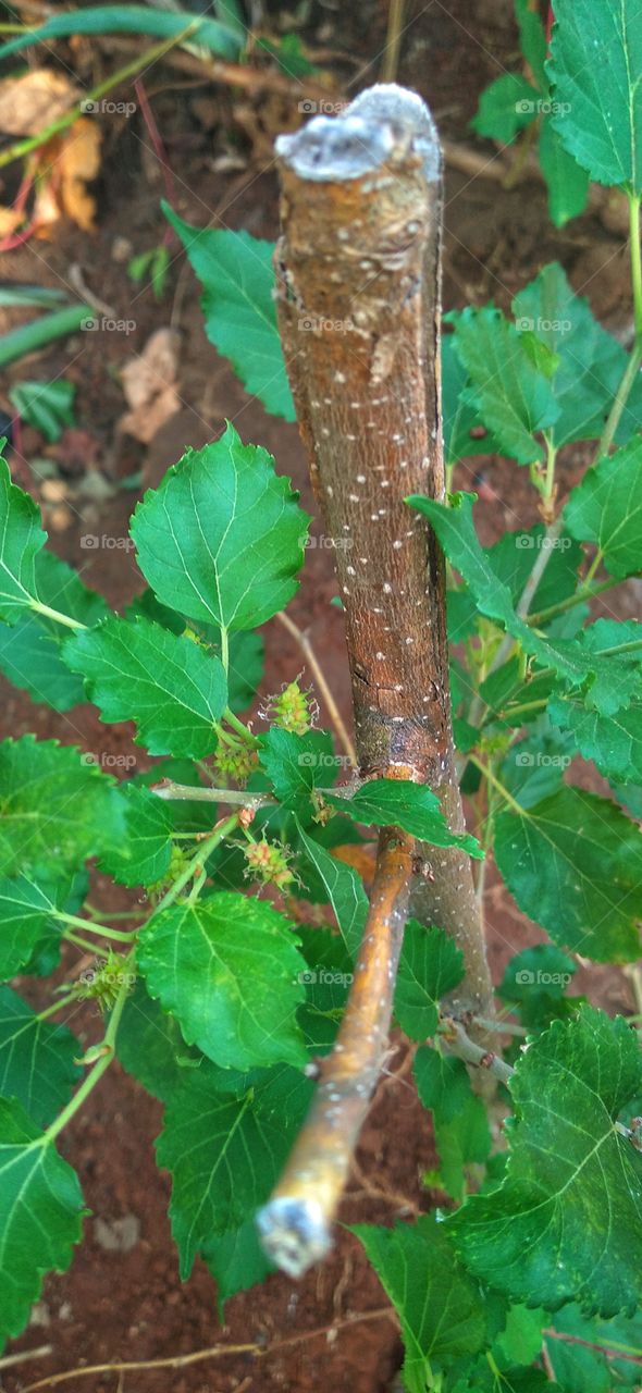 Mulberry tree or also called mulberry.