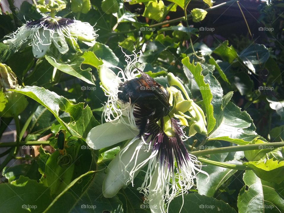 Passion fruit flower