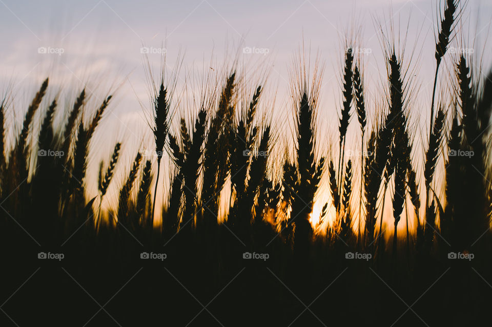 Silhouette of wheat