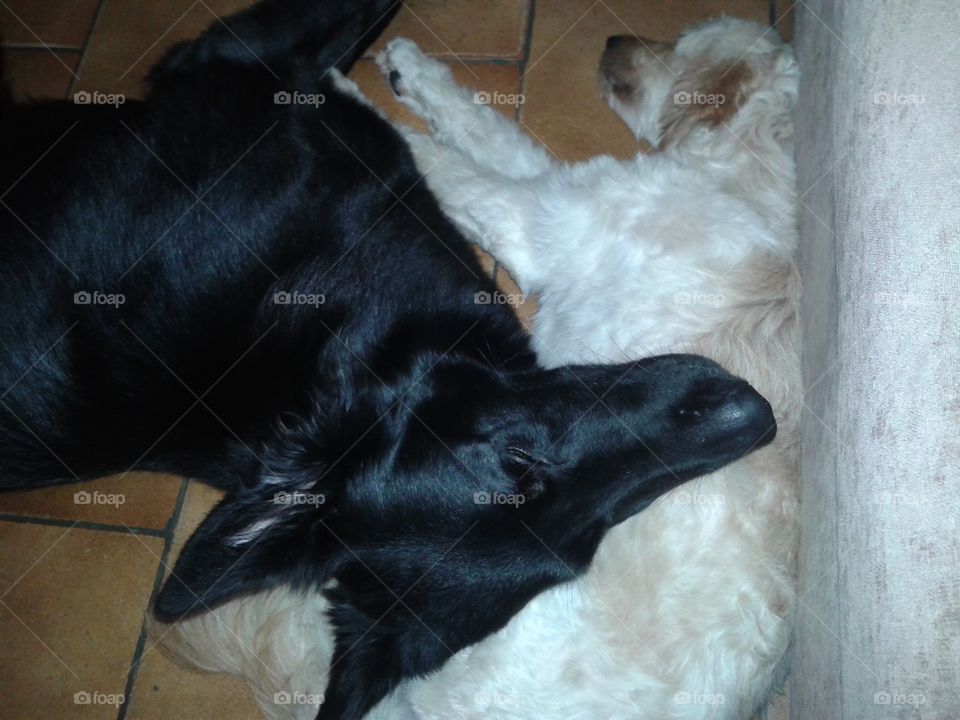 a dog using the other as a pillow in the lazy hour