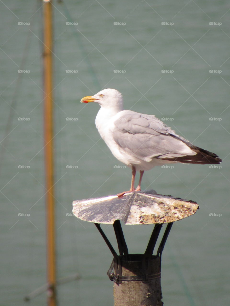 seagull