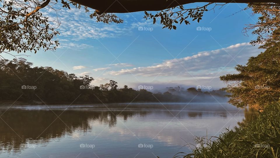 Forest of Brazil