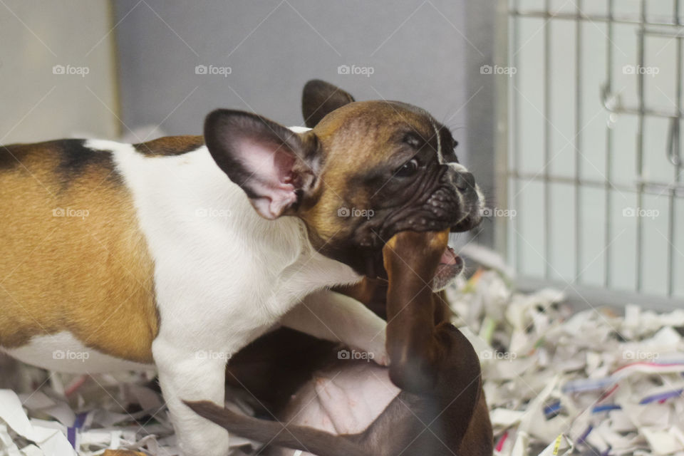 Puppies playing 