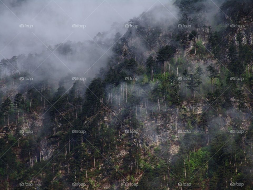 misty forest