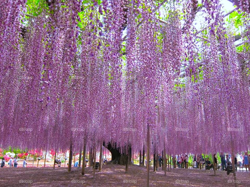 Amazing park, only one week in a year you can see this flowers