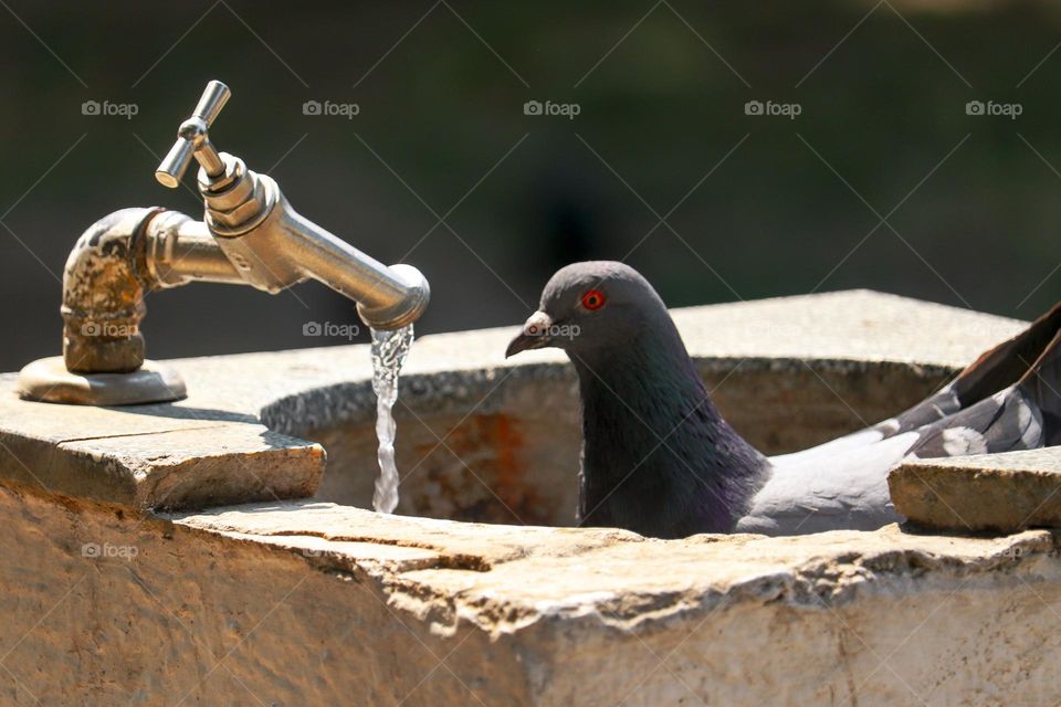 A pigeon bathes in a fountain