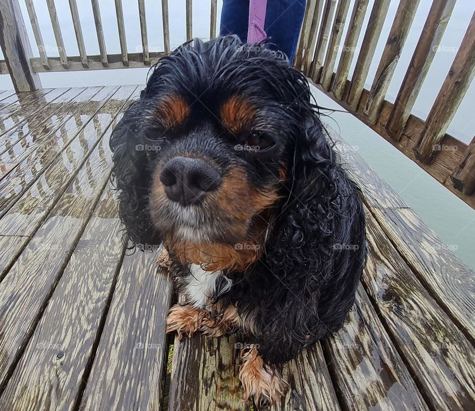 Soggy Puppy