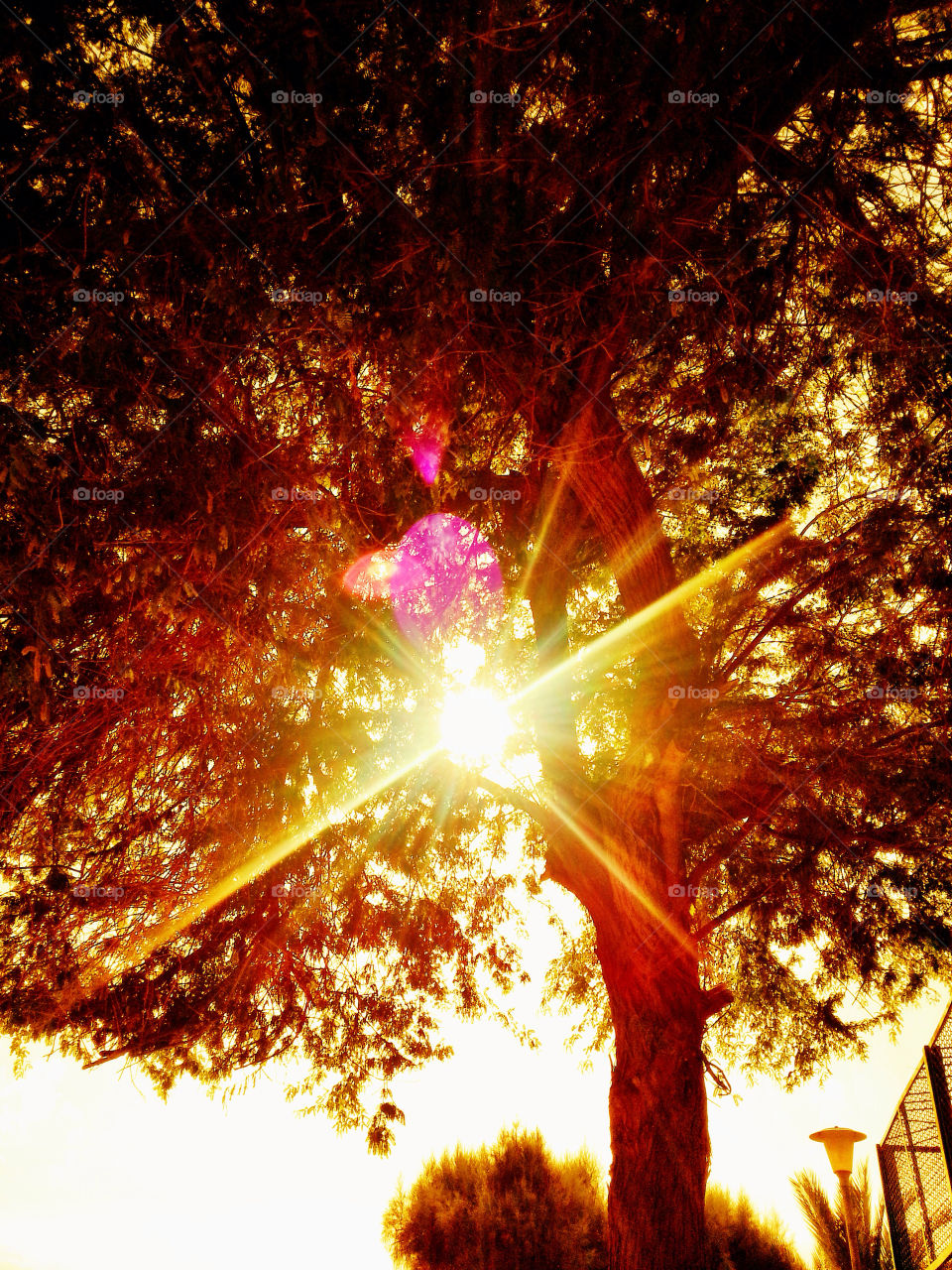 sky nature tree sun by Atierene