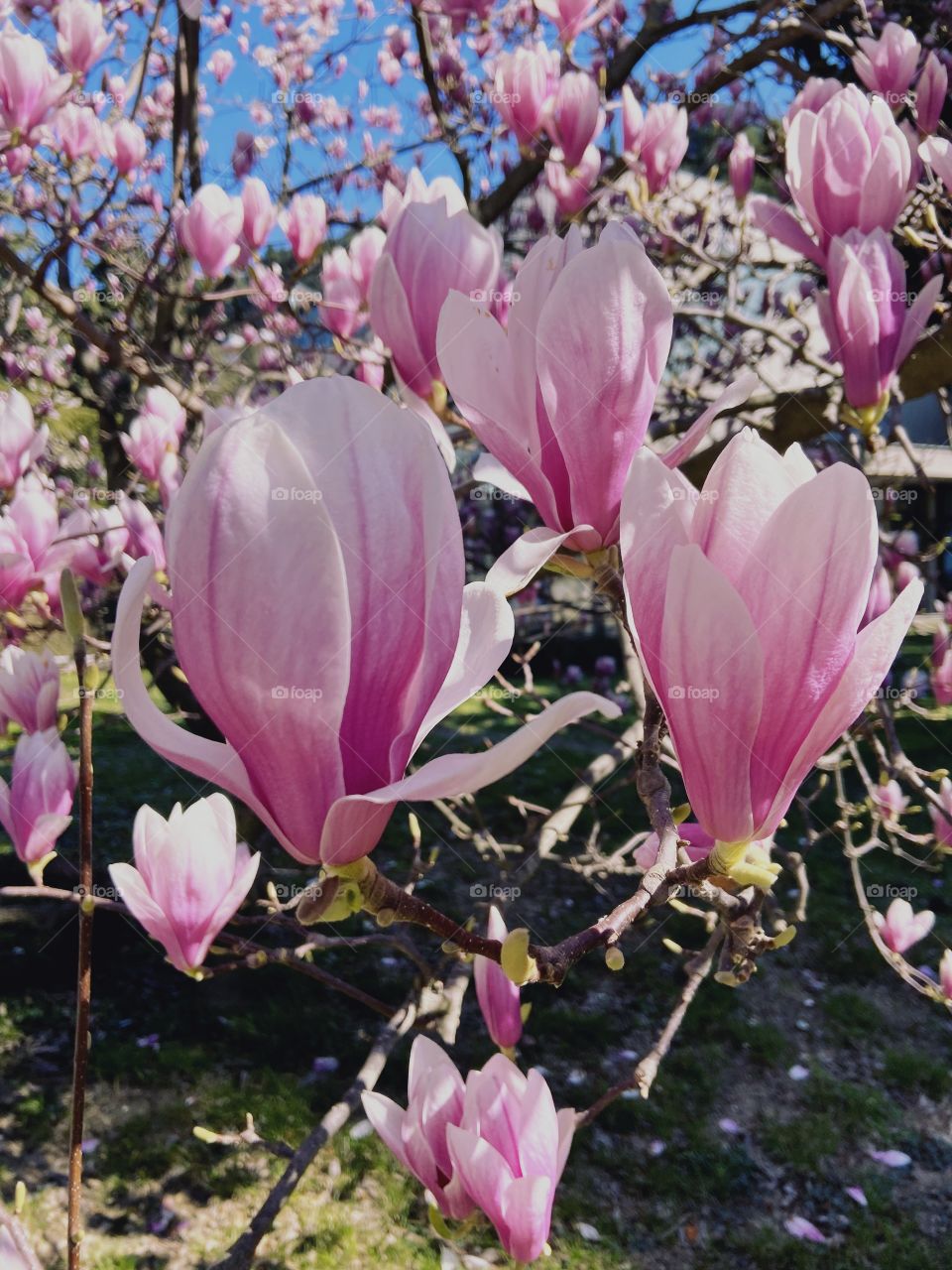 Top view of the buds of pink blooming magnolias on a branch close-up.  Spring mood.