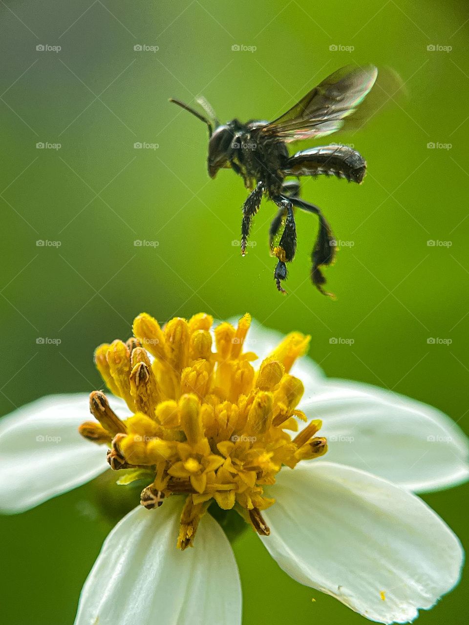 Stingless bee flying above a wild daisy flower to find honey