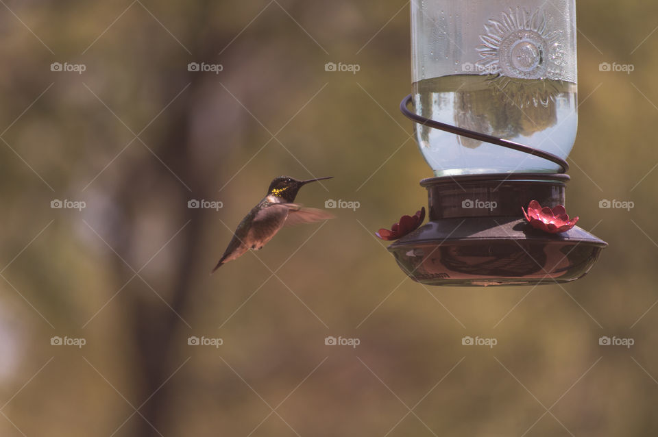 Hummingbird flying near bird feeder