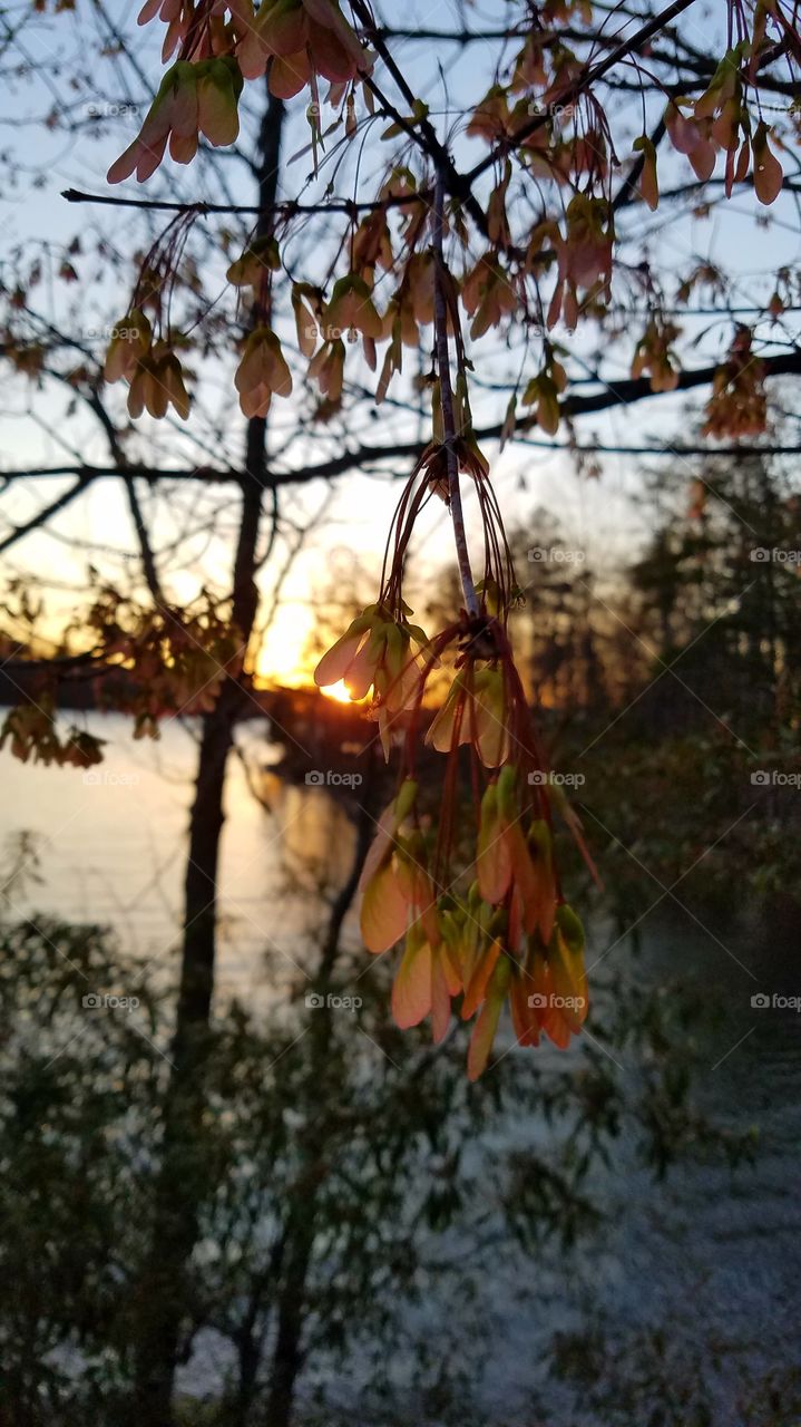 seeds viewed at dusk.