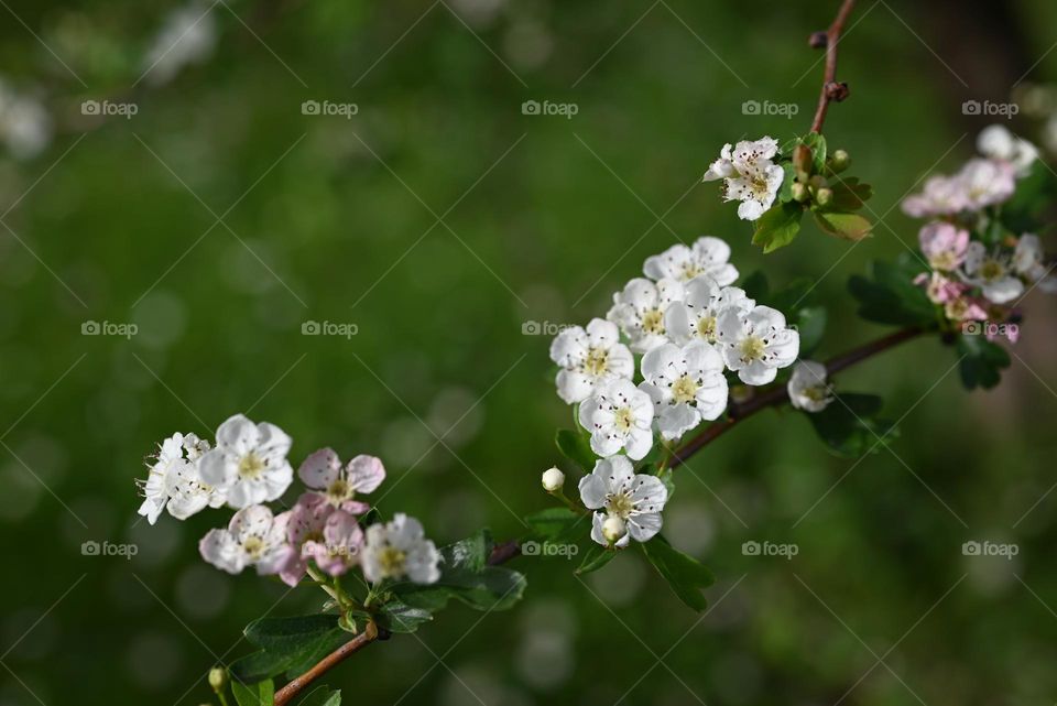 spring flowers