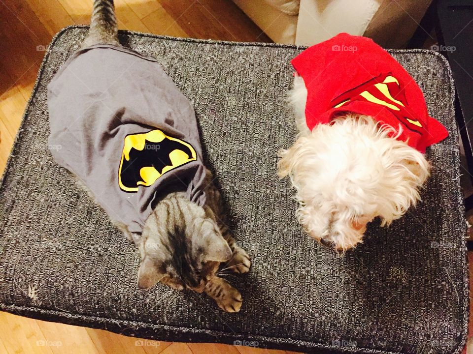 Superdog and batcat fight crime together in the neighborhood ;) 