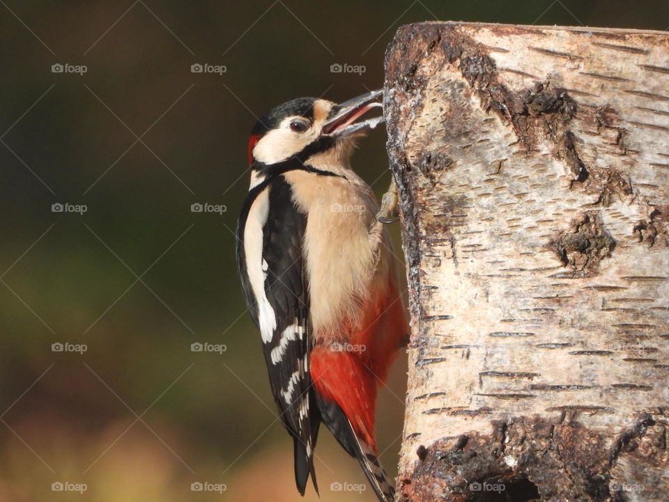 A woodpecker on a tree 