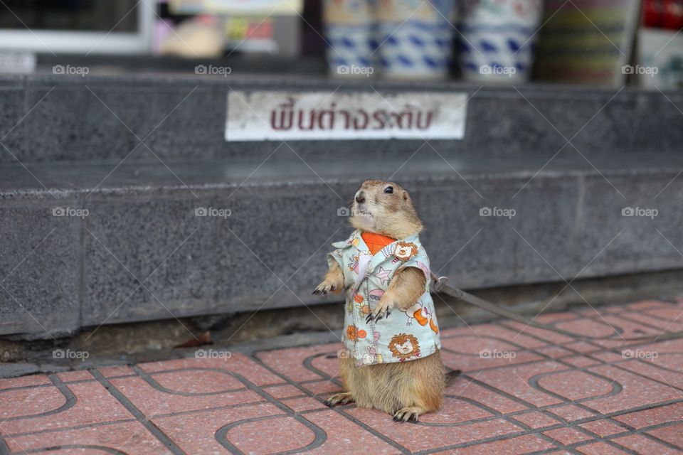A cutie in Bangkok