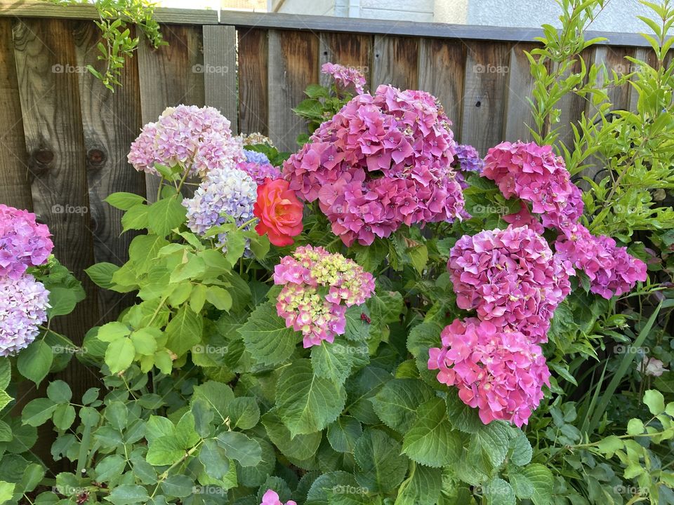 Pink mop head hydrangeas 