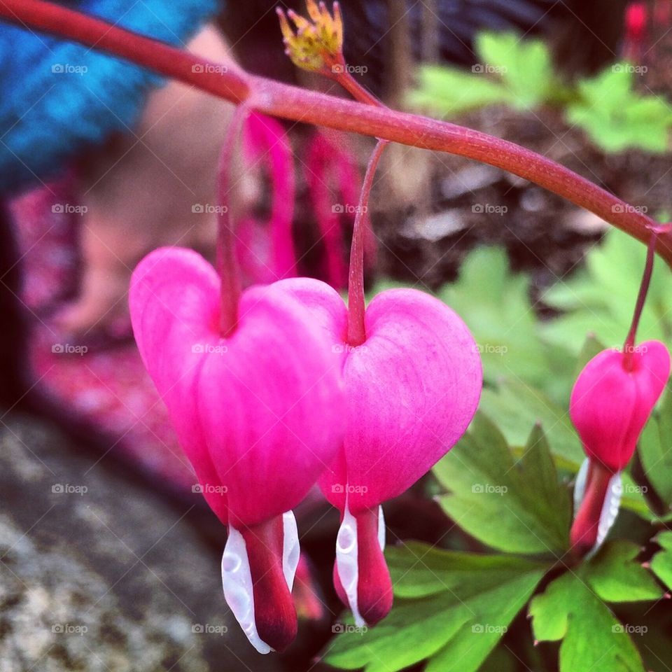 Bleeding hearts 