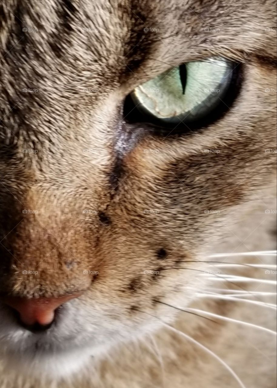 Eye of the Tiger