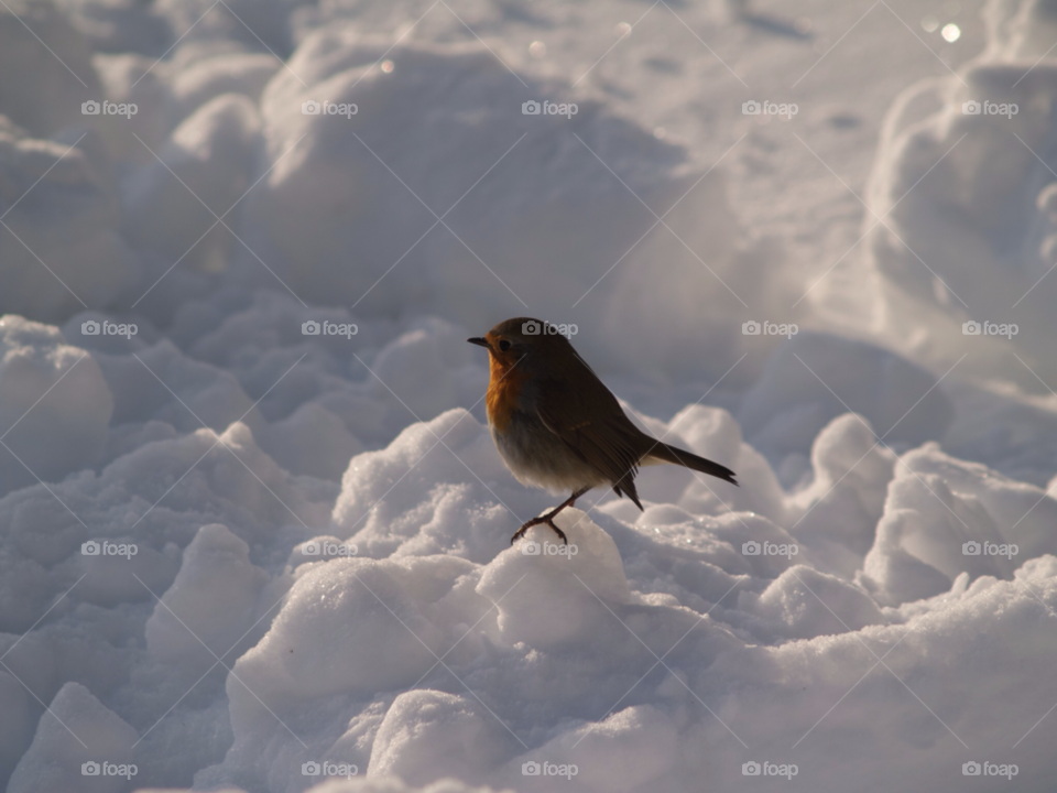snow bird snö vinter by kalubro