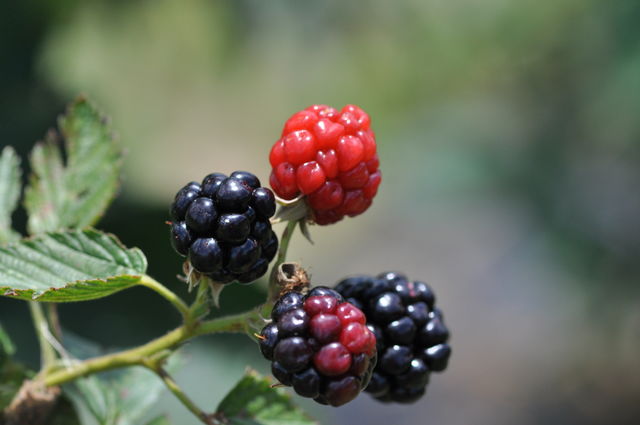 Raspberry 
