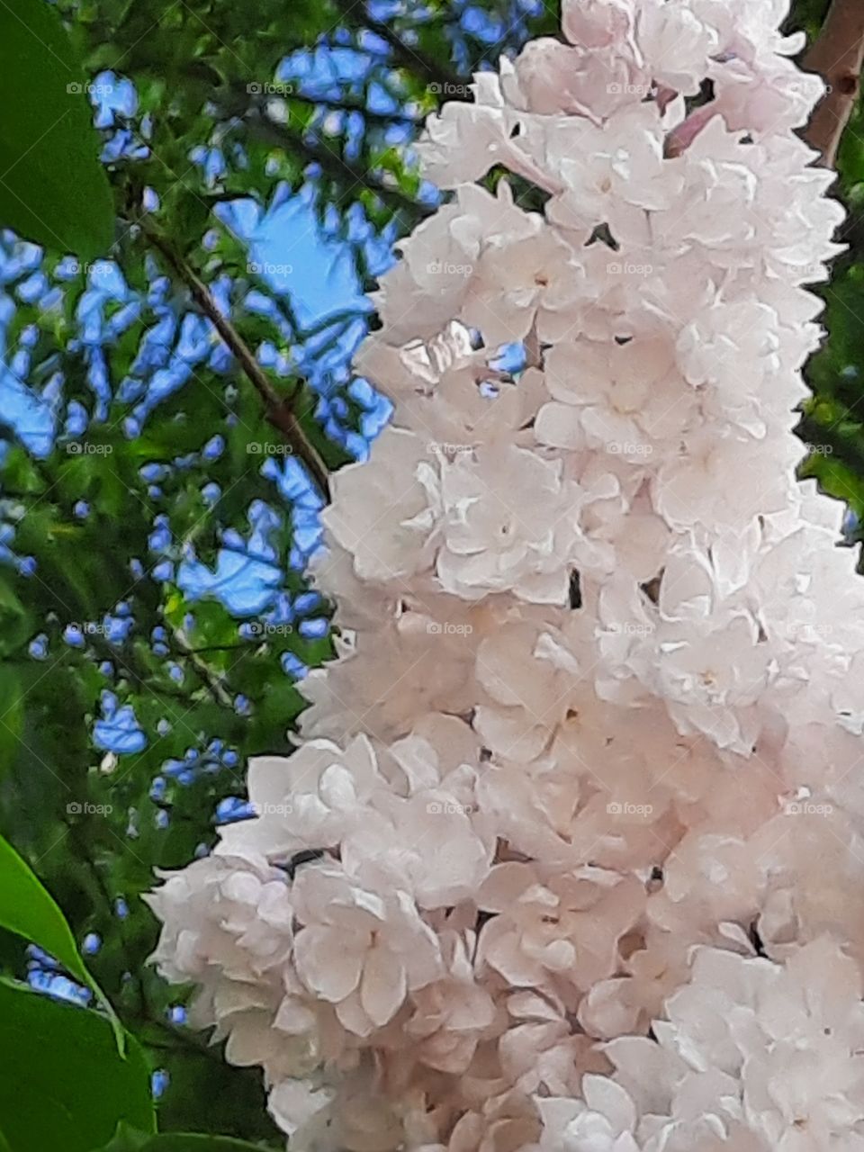 pinky flowers  of common lilac in spring