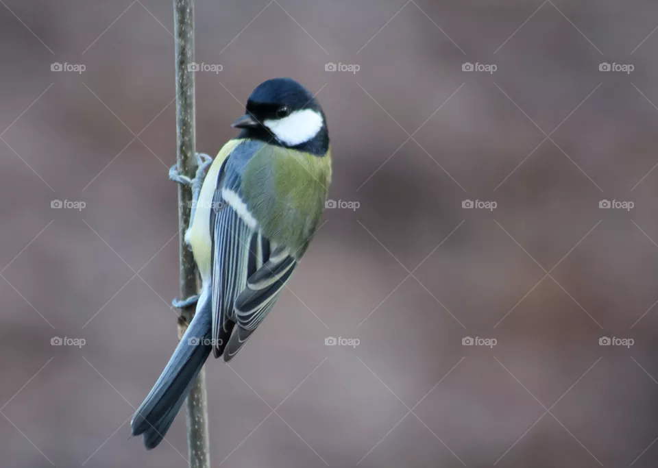 Great Tit